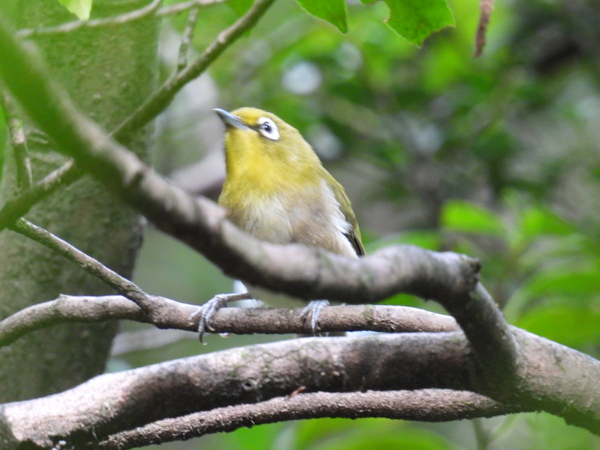 Warbling White-eye - ML642094652