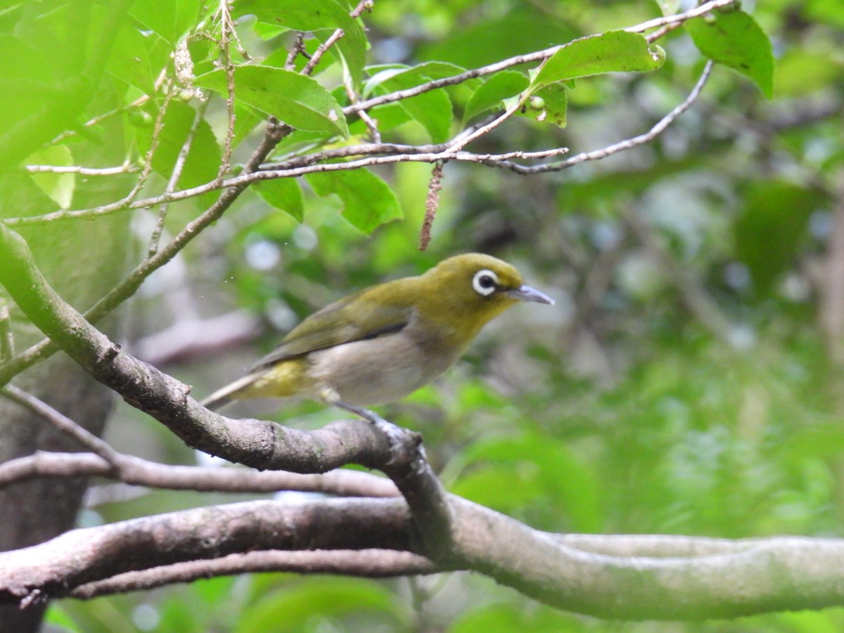 Warbling White-eye - ML642094653