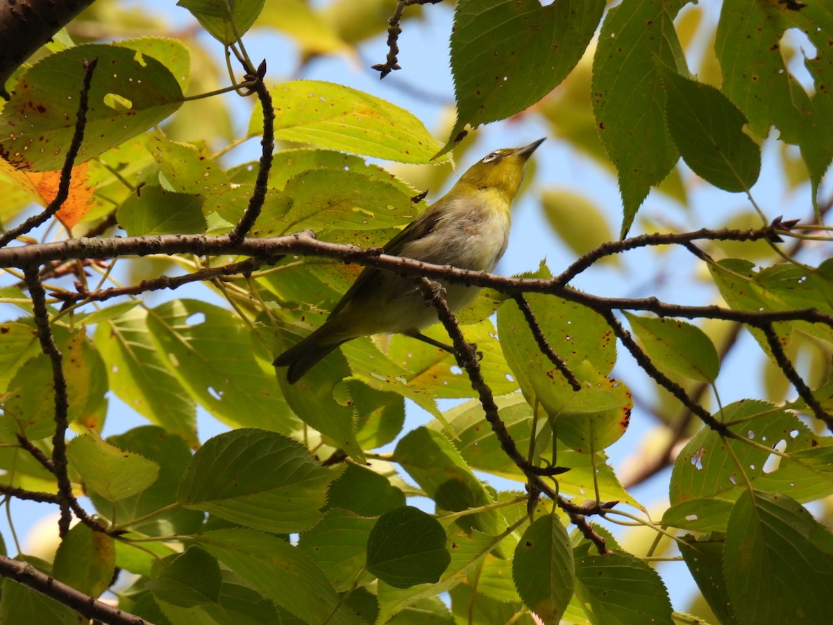 Warbling White-eye - ML642094654