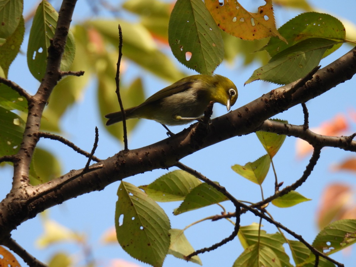 Warbling White-eye - ML642094655