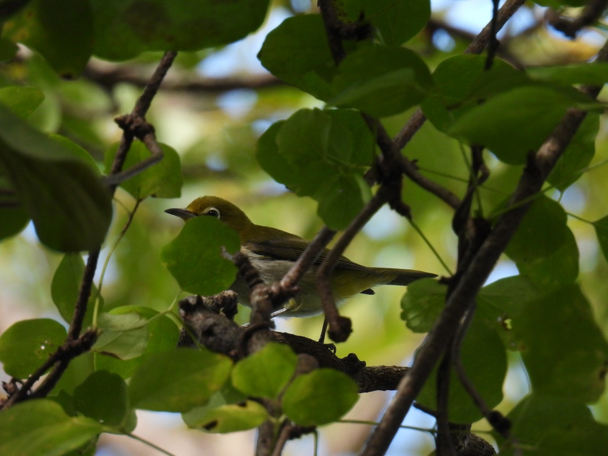 Warbling White-eye - ML642094656