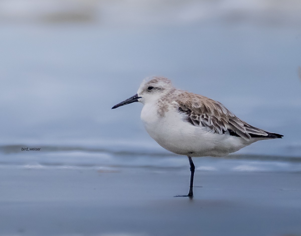 Sanderling - ML642094659