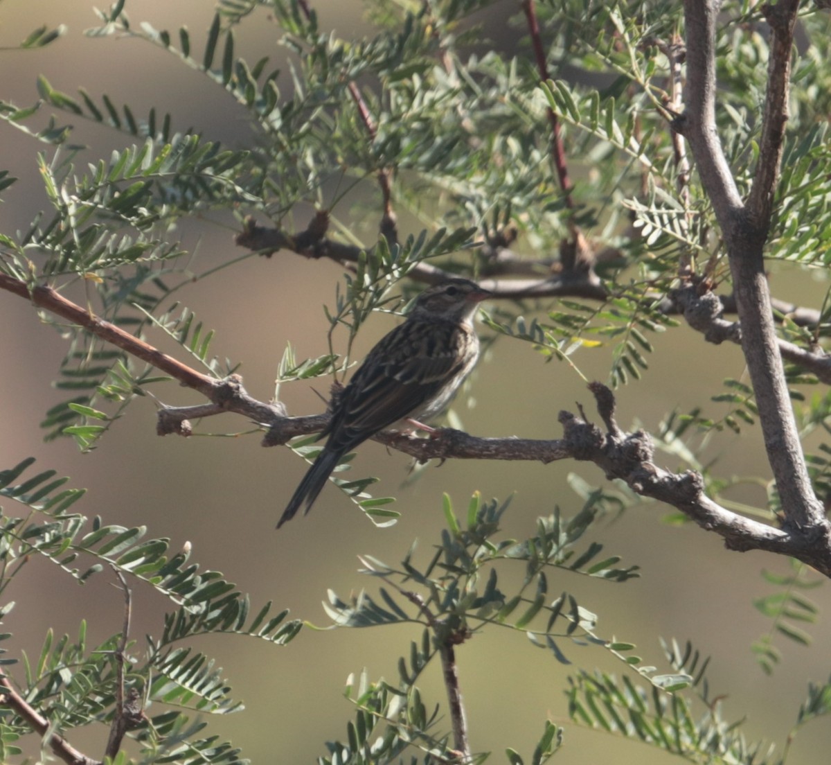 Brewer's Sparrow - ML642094667