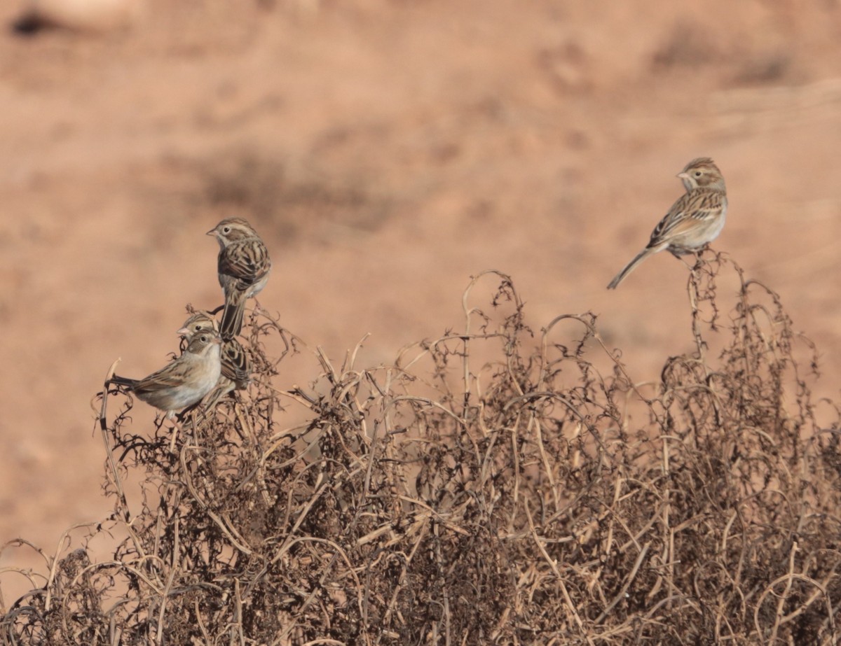 Brewer's Sparrow - ML642094668