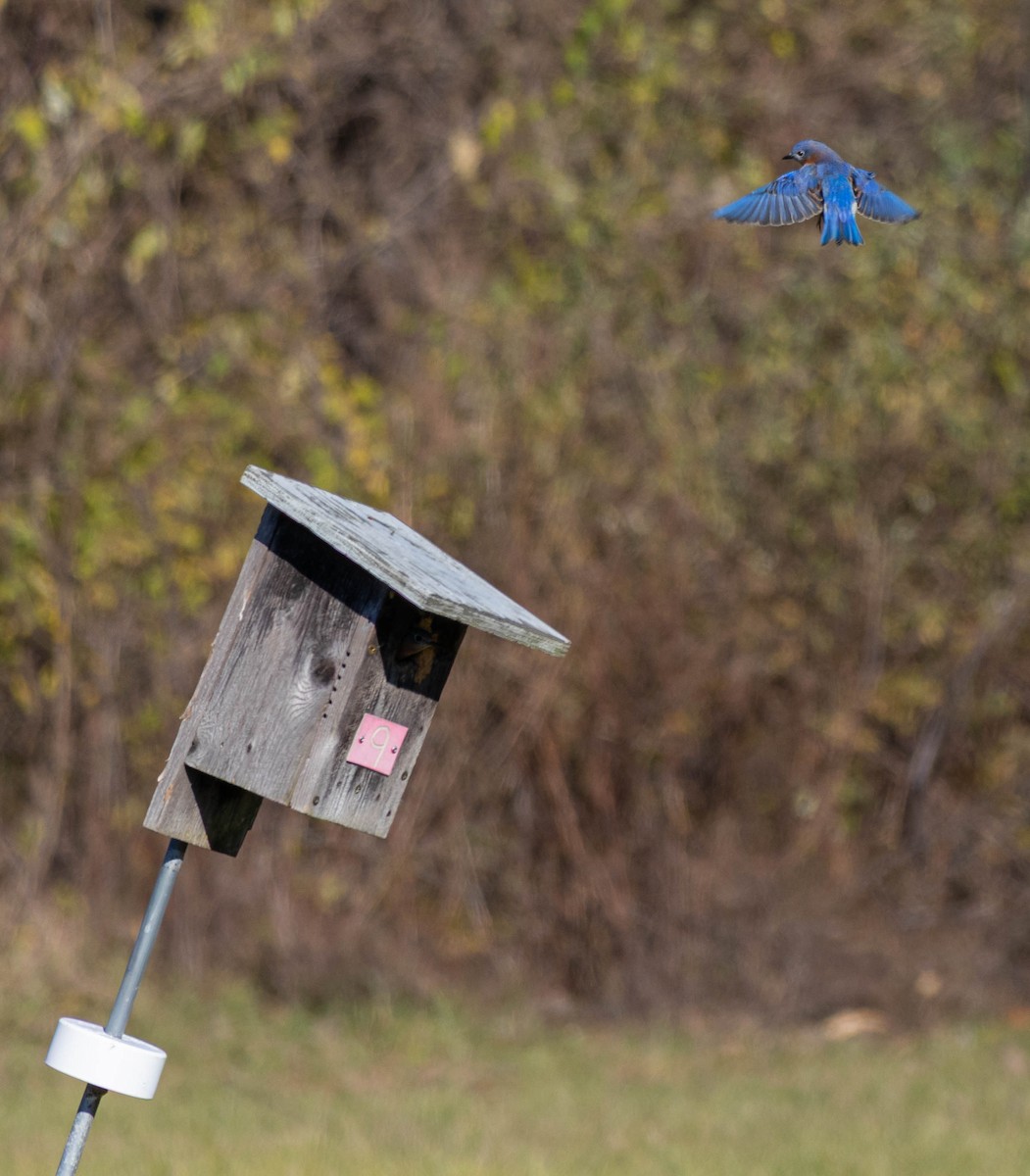 Eastern Bluebird - ML642094669