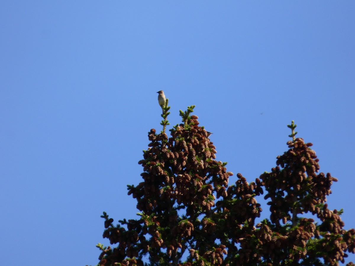 Cedar Waxwing - ML642094672