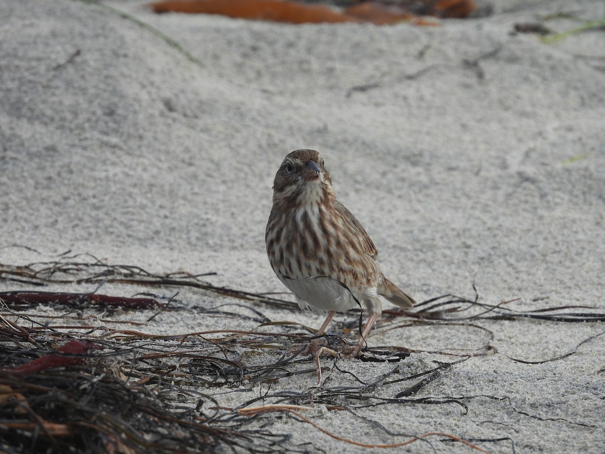 Savannah Sparrow (Large-billed) - ML642094673