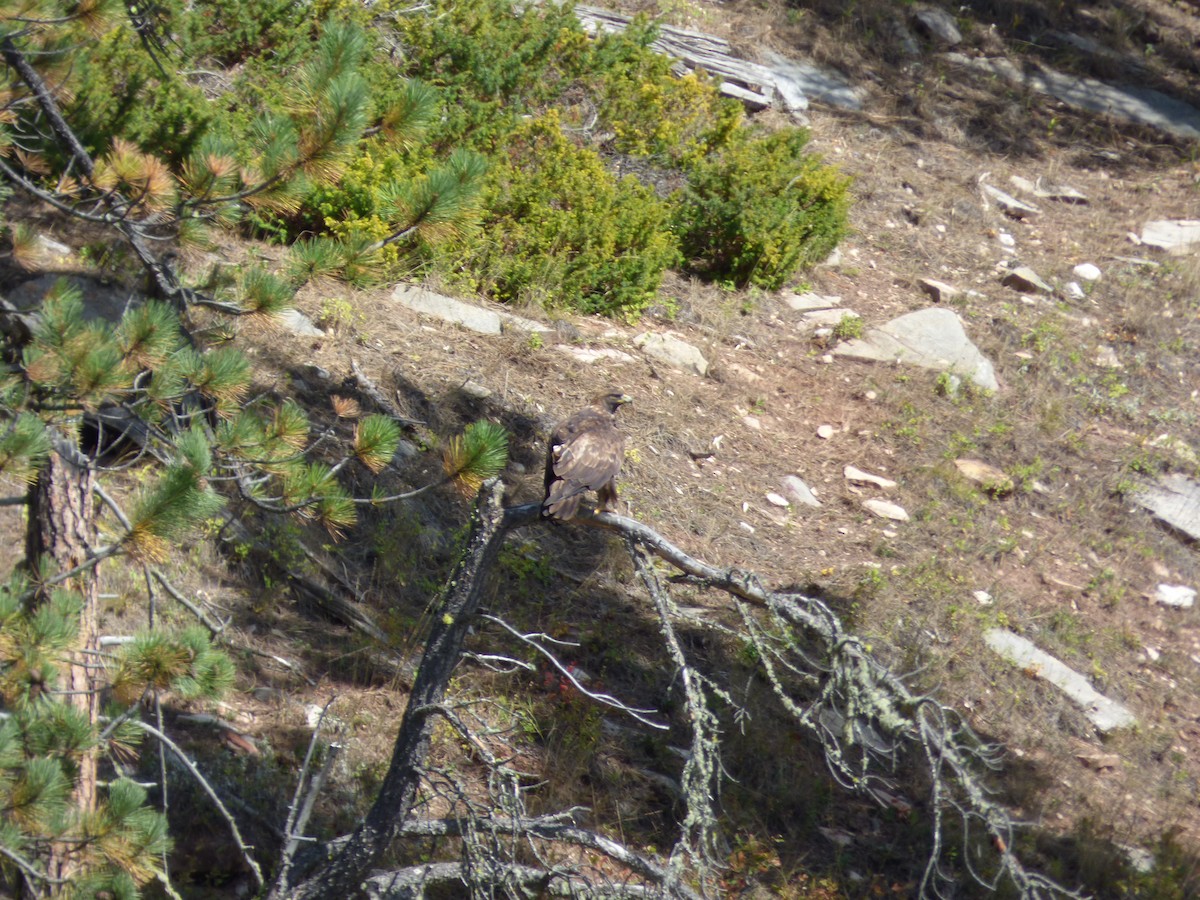 kongeørn - ML642094674