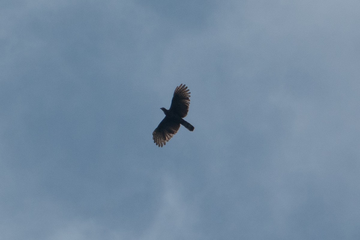 Sulawesi Honey-buzzard - ML642094675