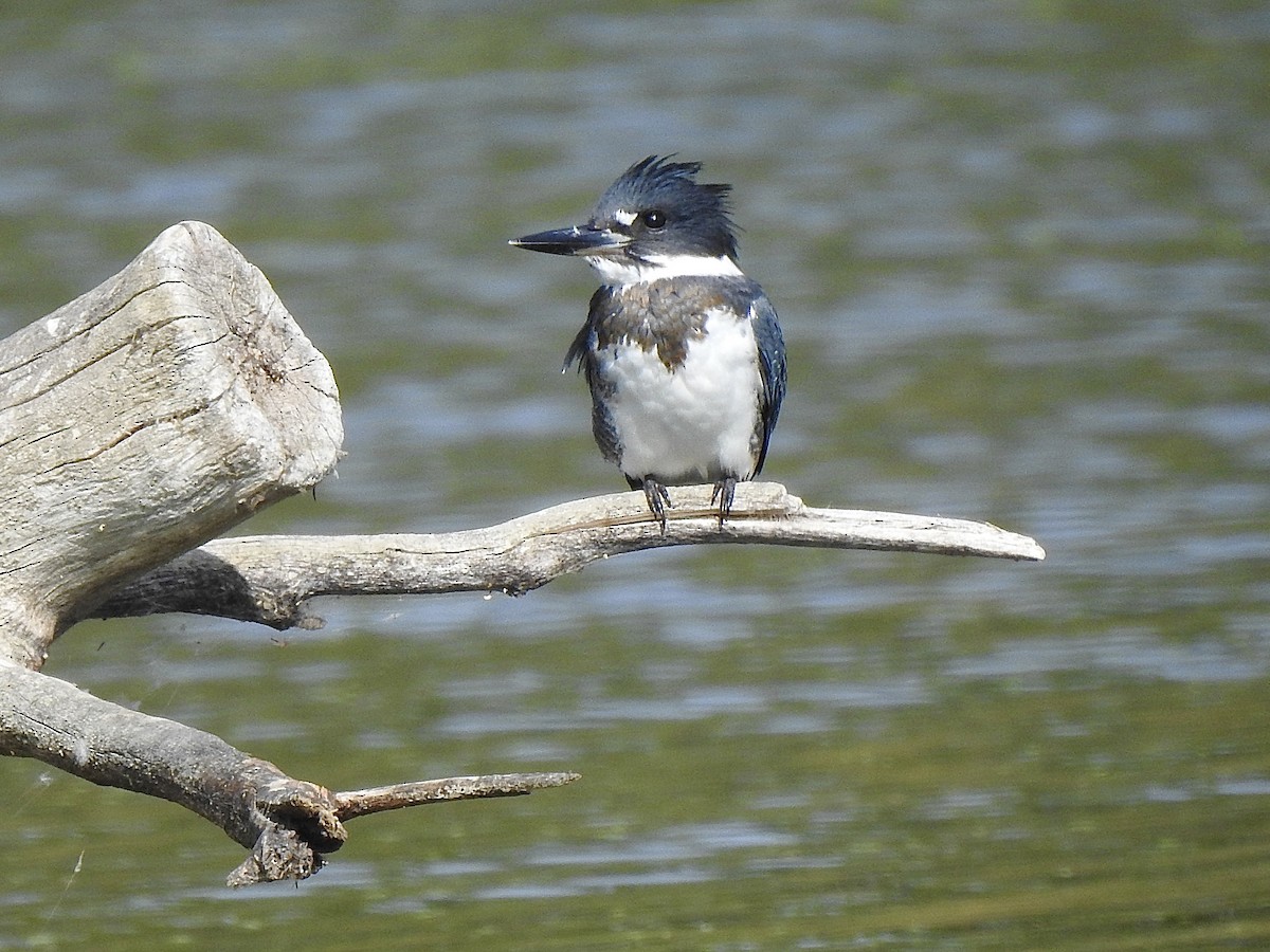 Belted Kingfisher - ML642094676