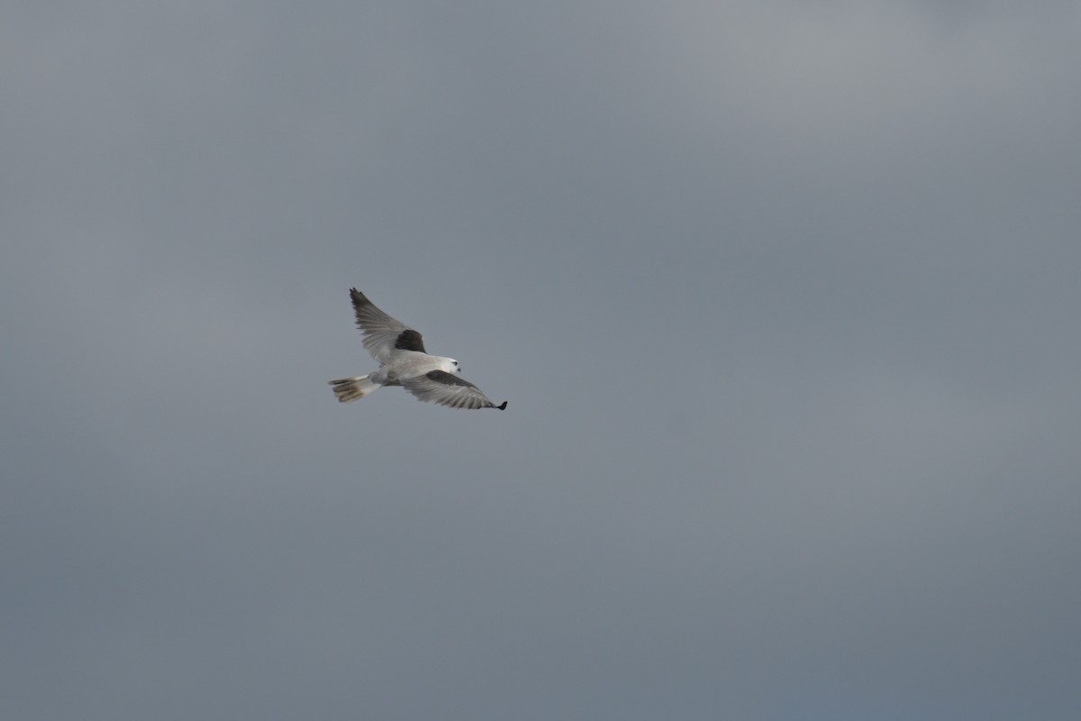 Black-shouldered Kite - ML642094681