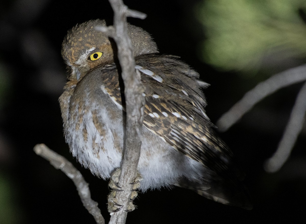 Elf Owl - ML642094682