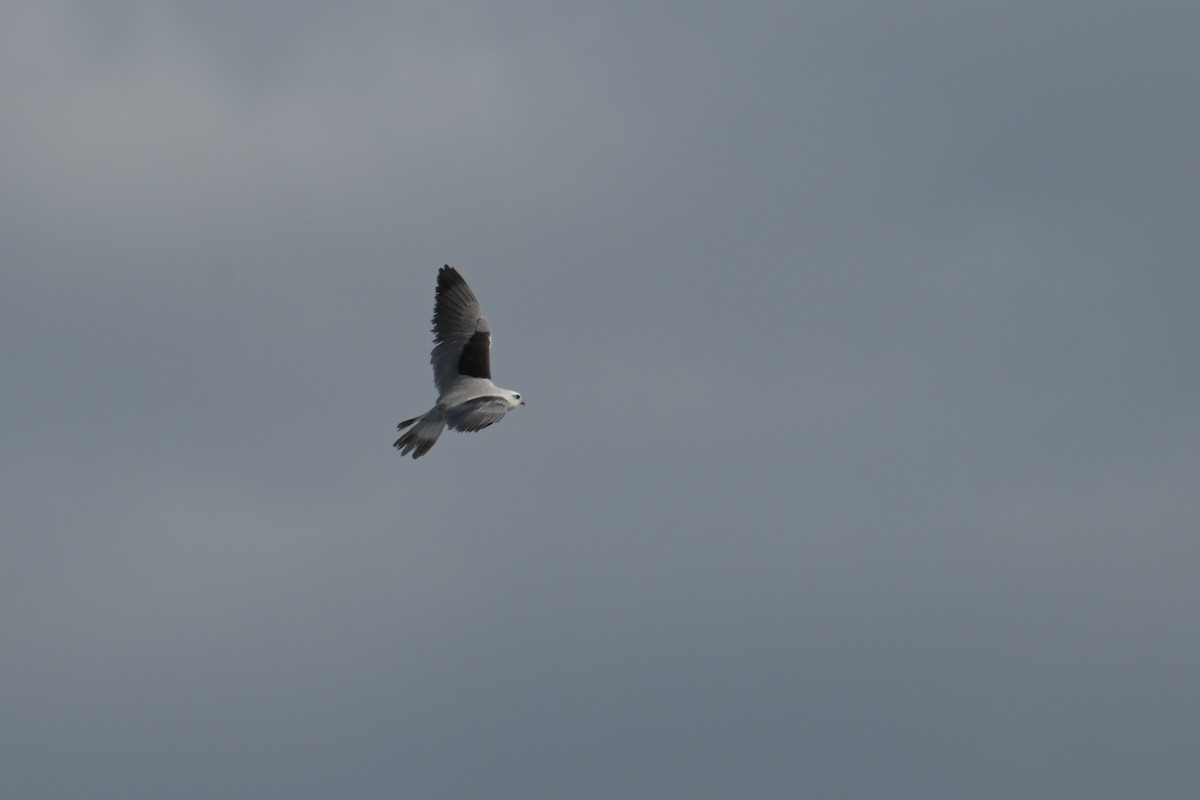 Black-shouldered Kite - ML642094683