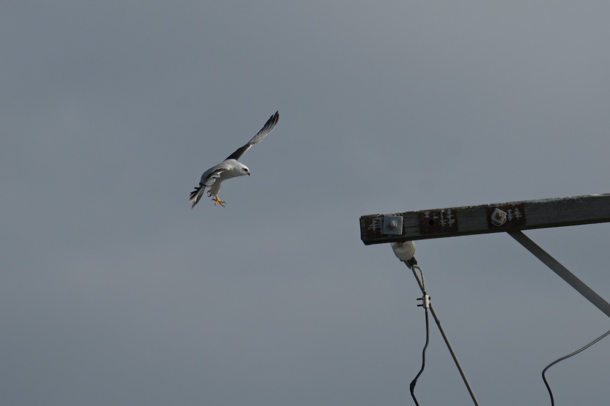 Black-shouldered Kite - ML642094684