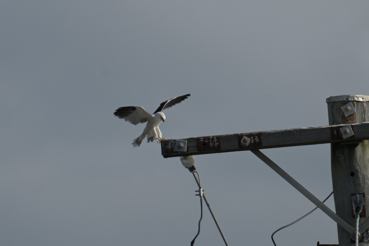 Black-shouldered Kite - ML642094687