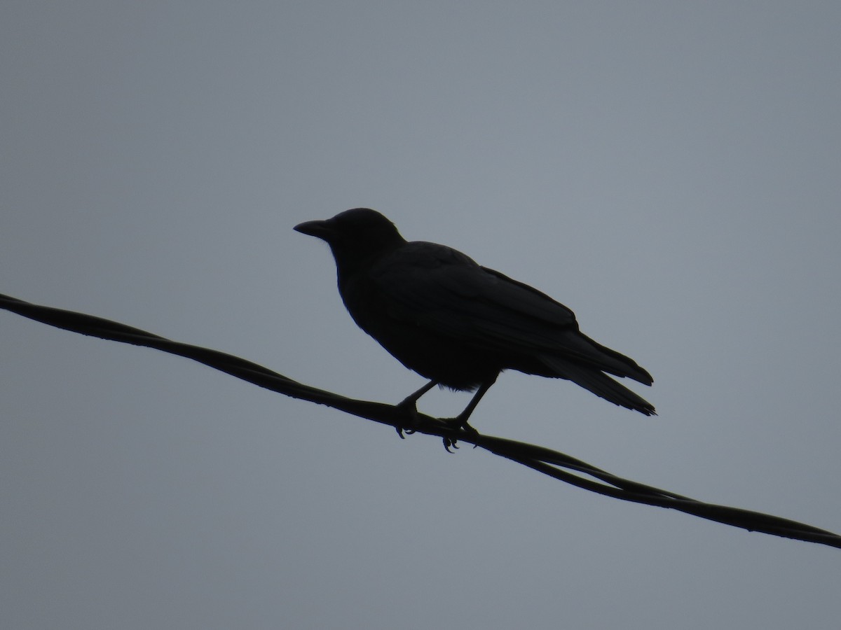 American Crow - ML642094688