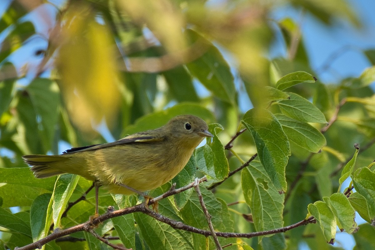 Yellow Warbler - ML642094689