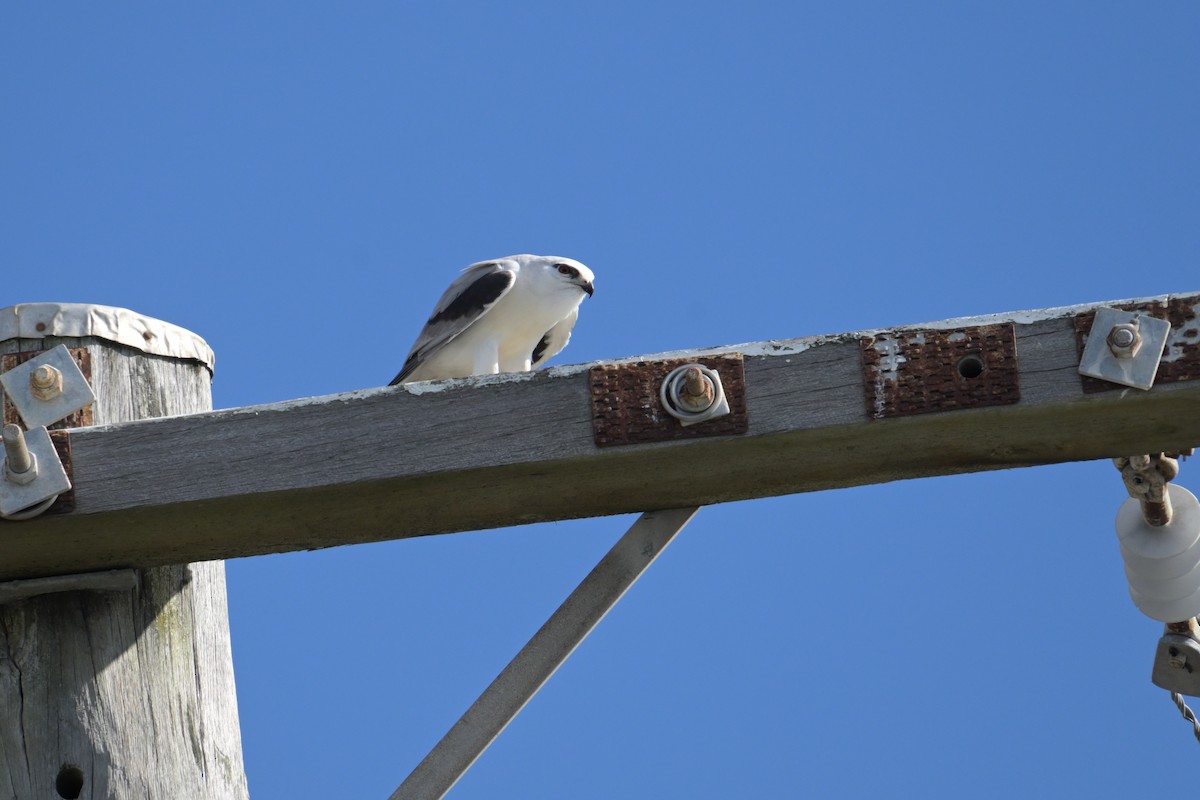 Black-shouldered Kite - ML642094690