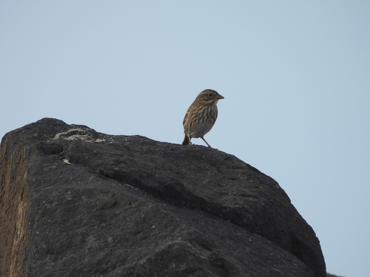 Song Sparrow - ML642094691