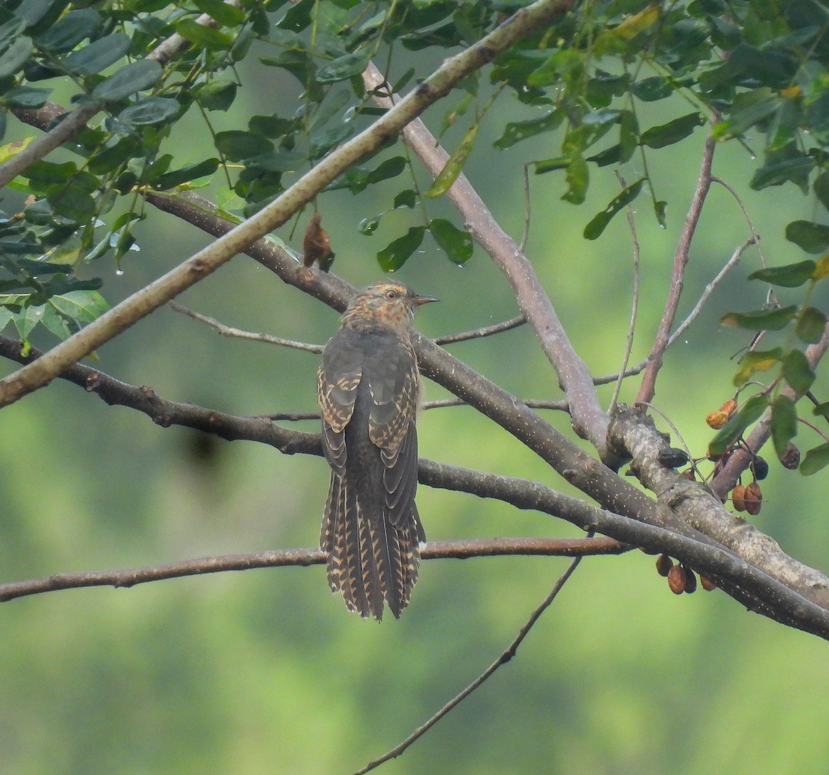 Plaintive Cuckoo - ML642094692