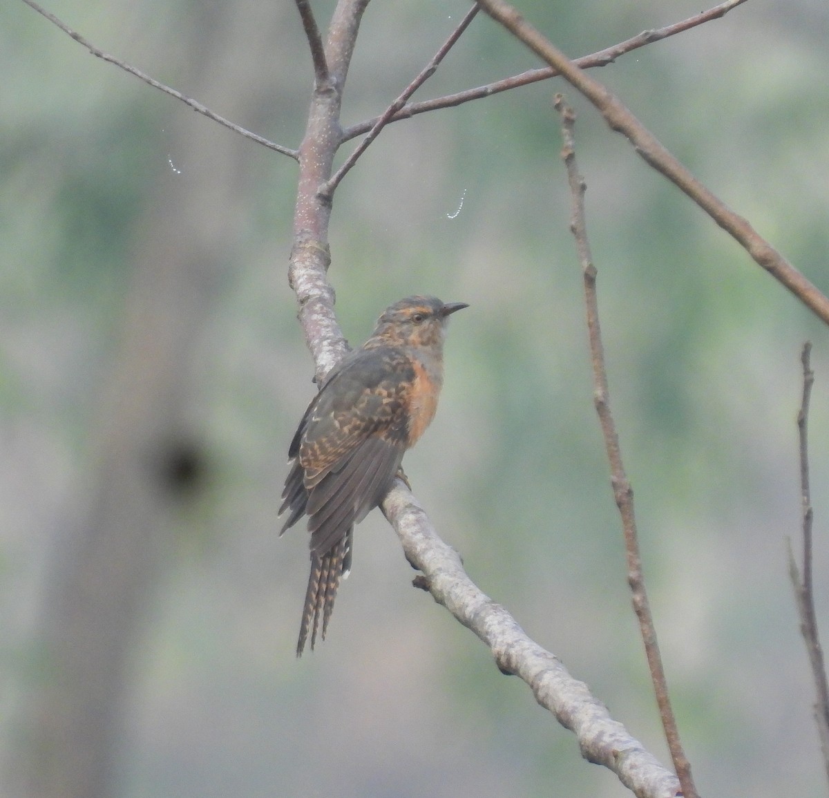 Plaintive Cuckoo - ML642094693