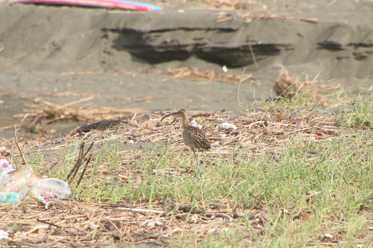 Far Eastern Curlew - ML642094695