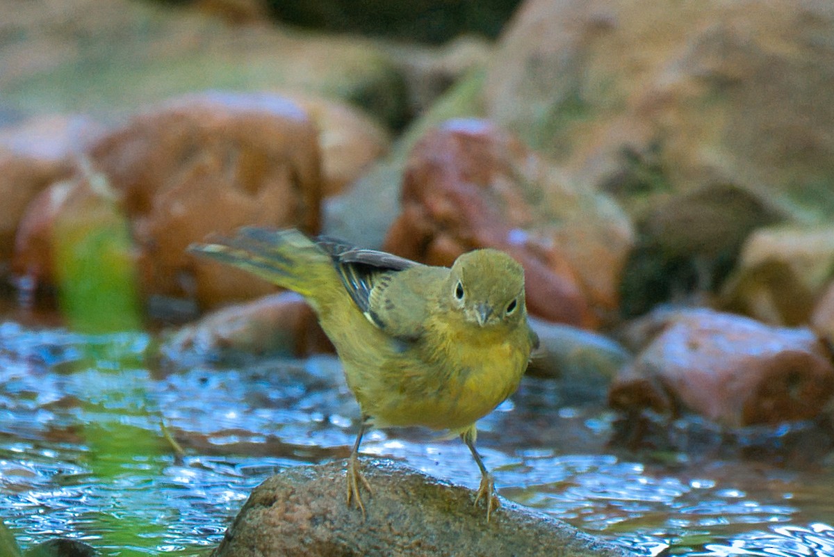 Yellow Warbler - ML642094696