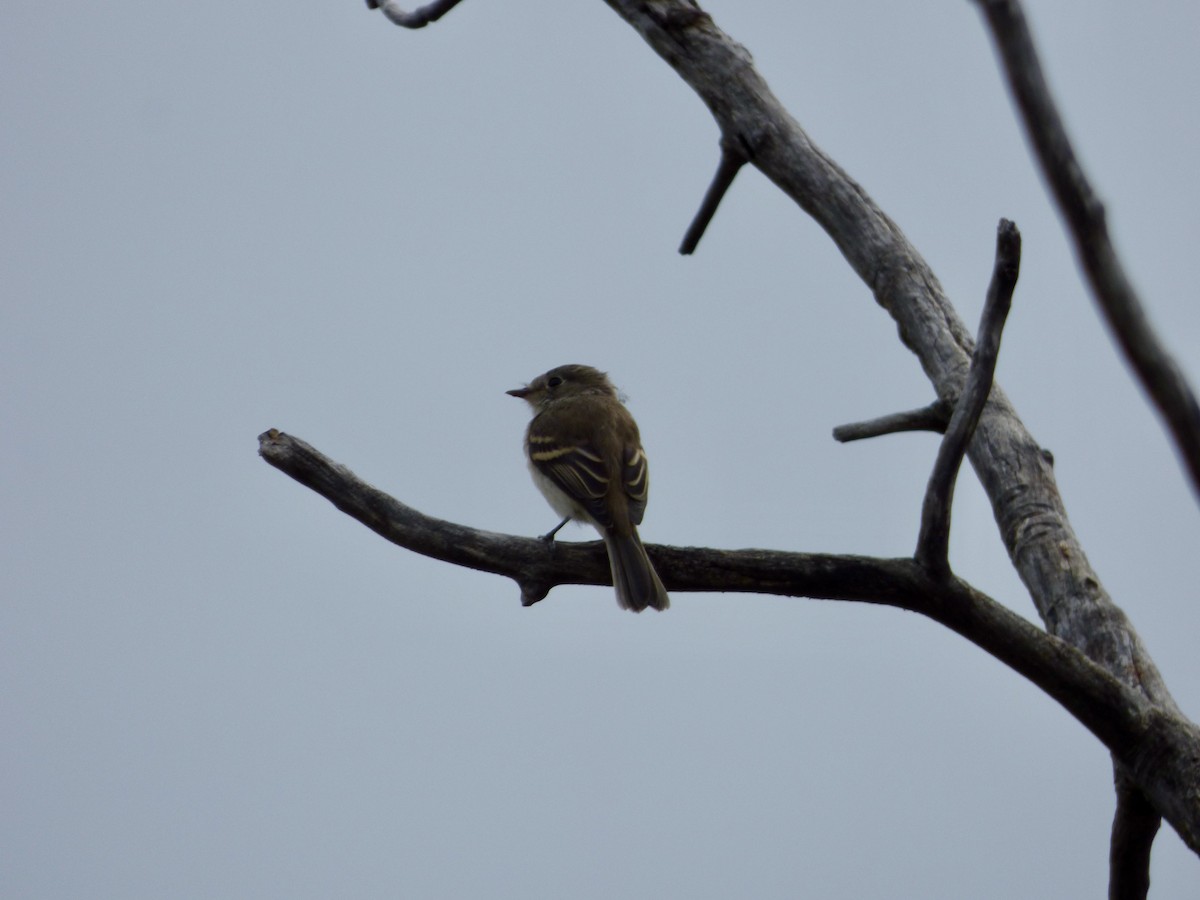 Dusky Flycatcher - ML642094699