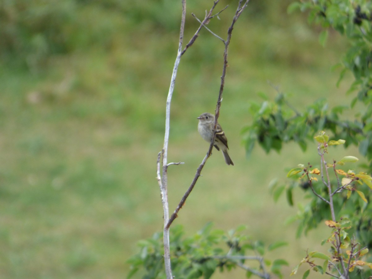 Dusky Flycatcher - ML642094700