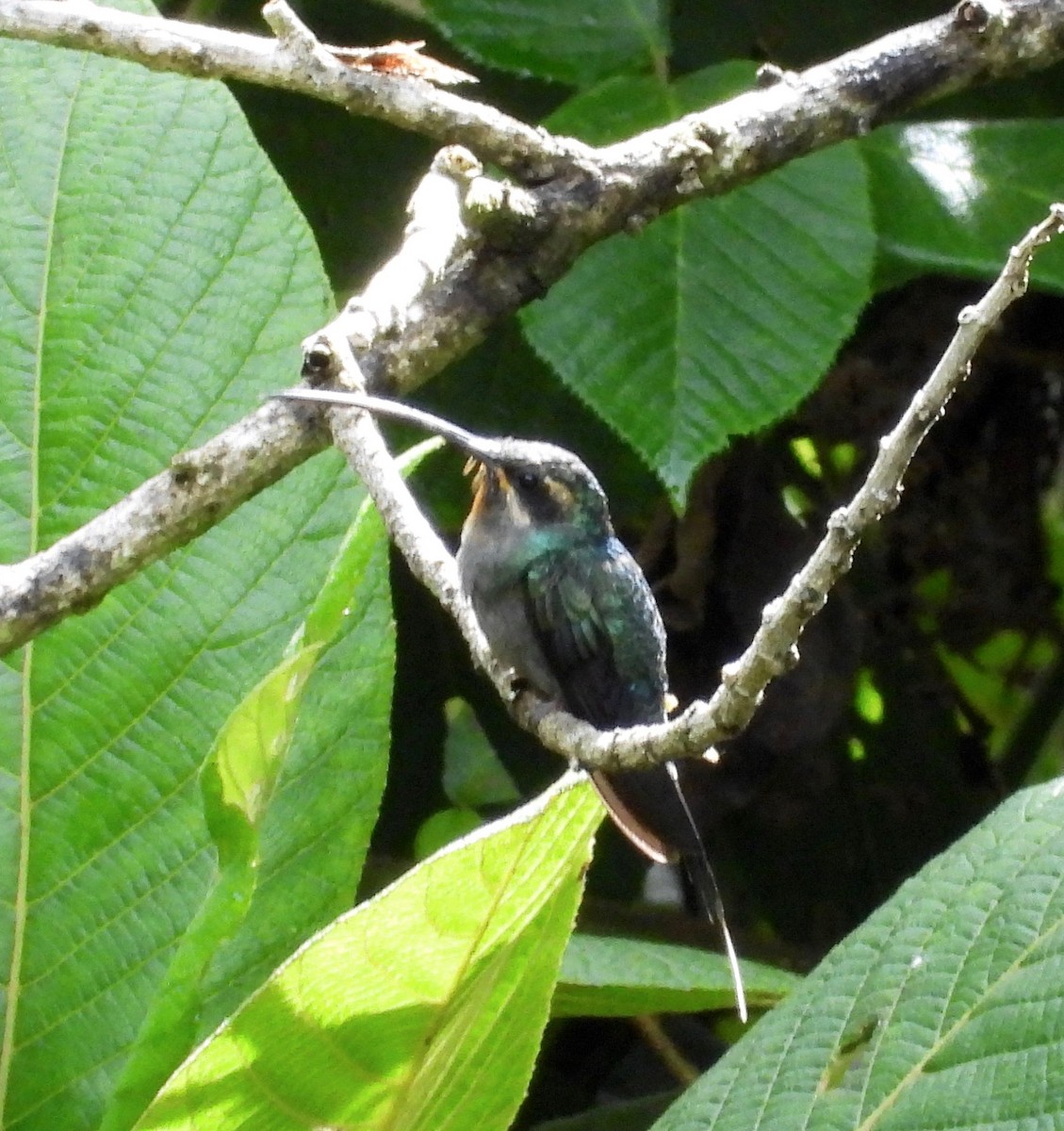 Green Hermit - ML642094701