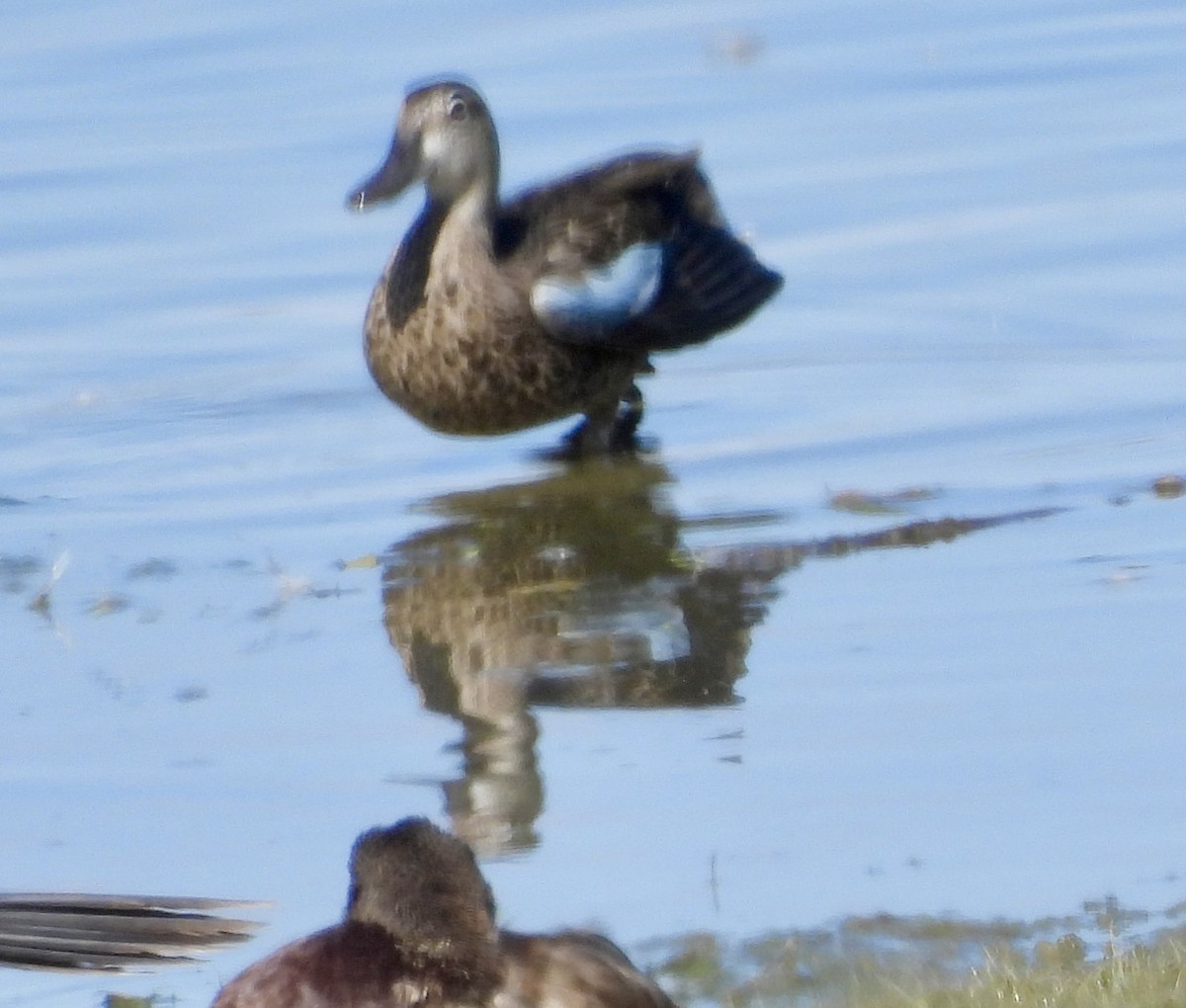 Blue-winged Teal - ML642094703