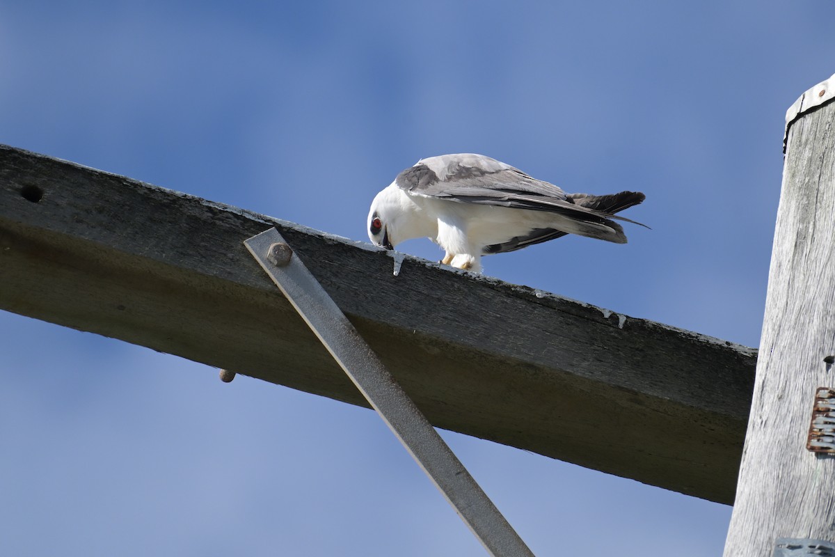 Black-shouldered Kite - ML642094704
