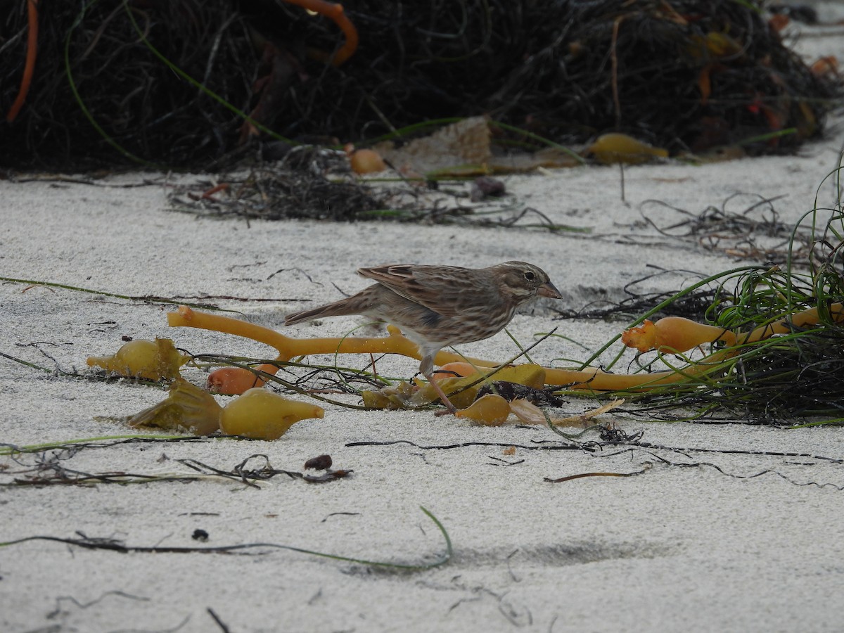 Savannah Sparrow (Large-billed) - ML642094706