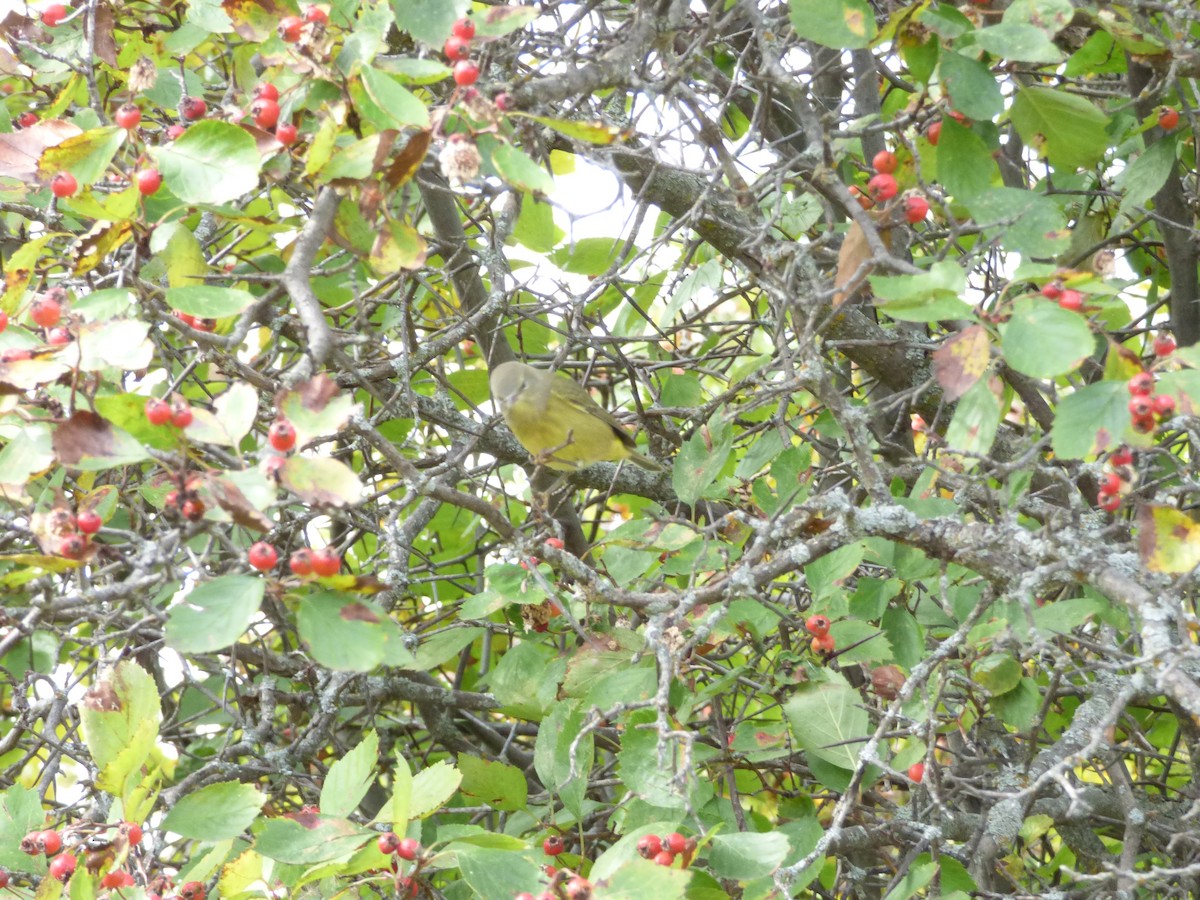 oransjekroneparula - ML642094707