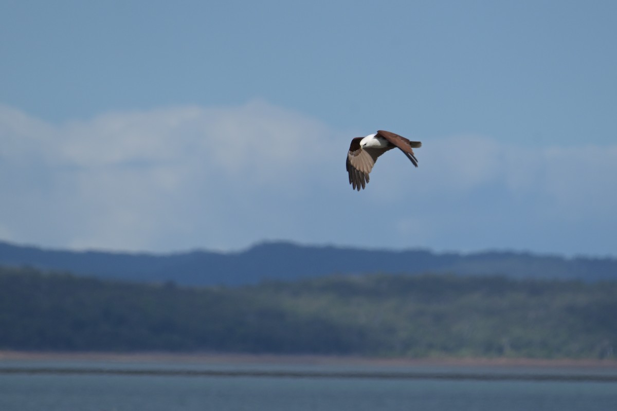 Brahminy Kite - ML642094711
