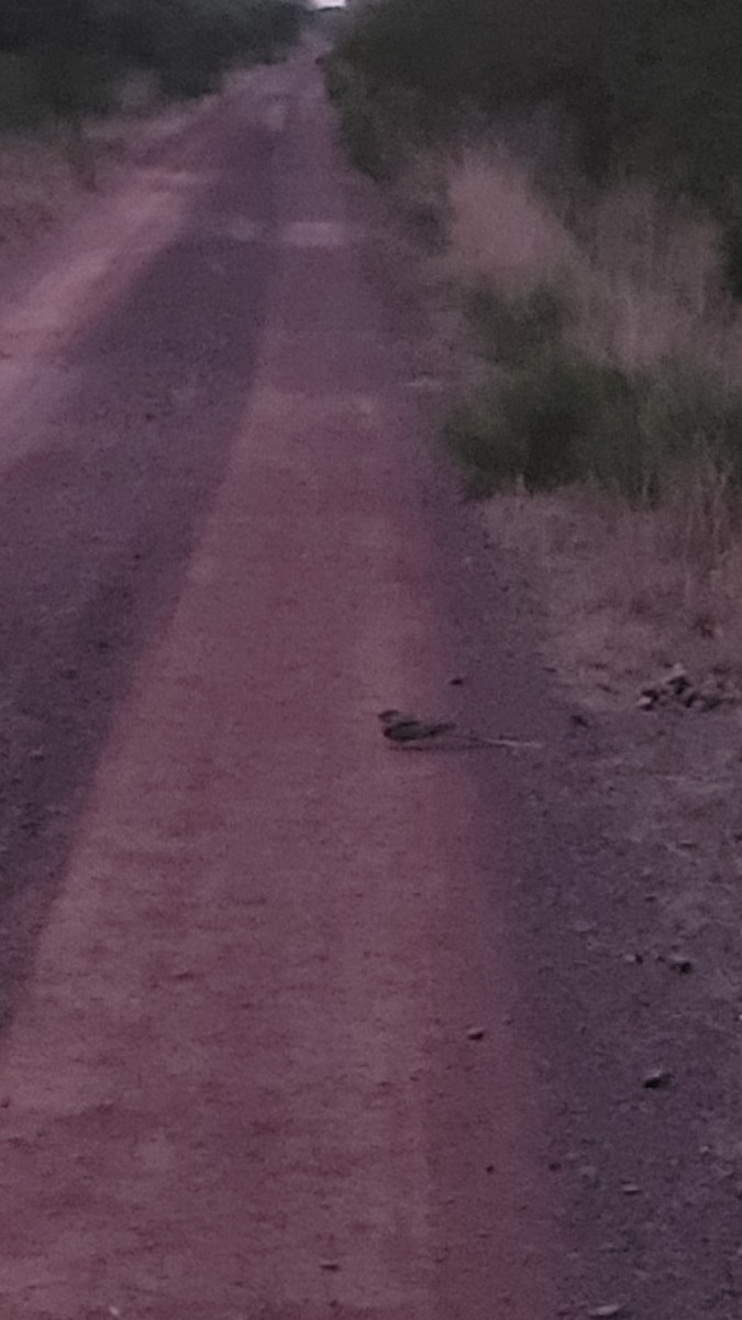 Scissor-tailed Nightjar - ML642094713