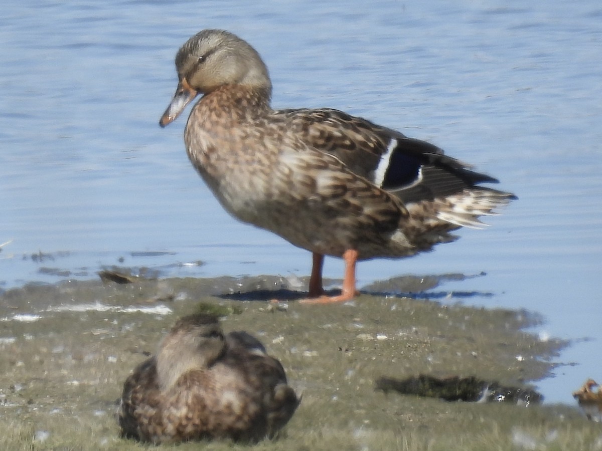 Mallard - ML642094716