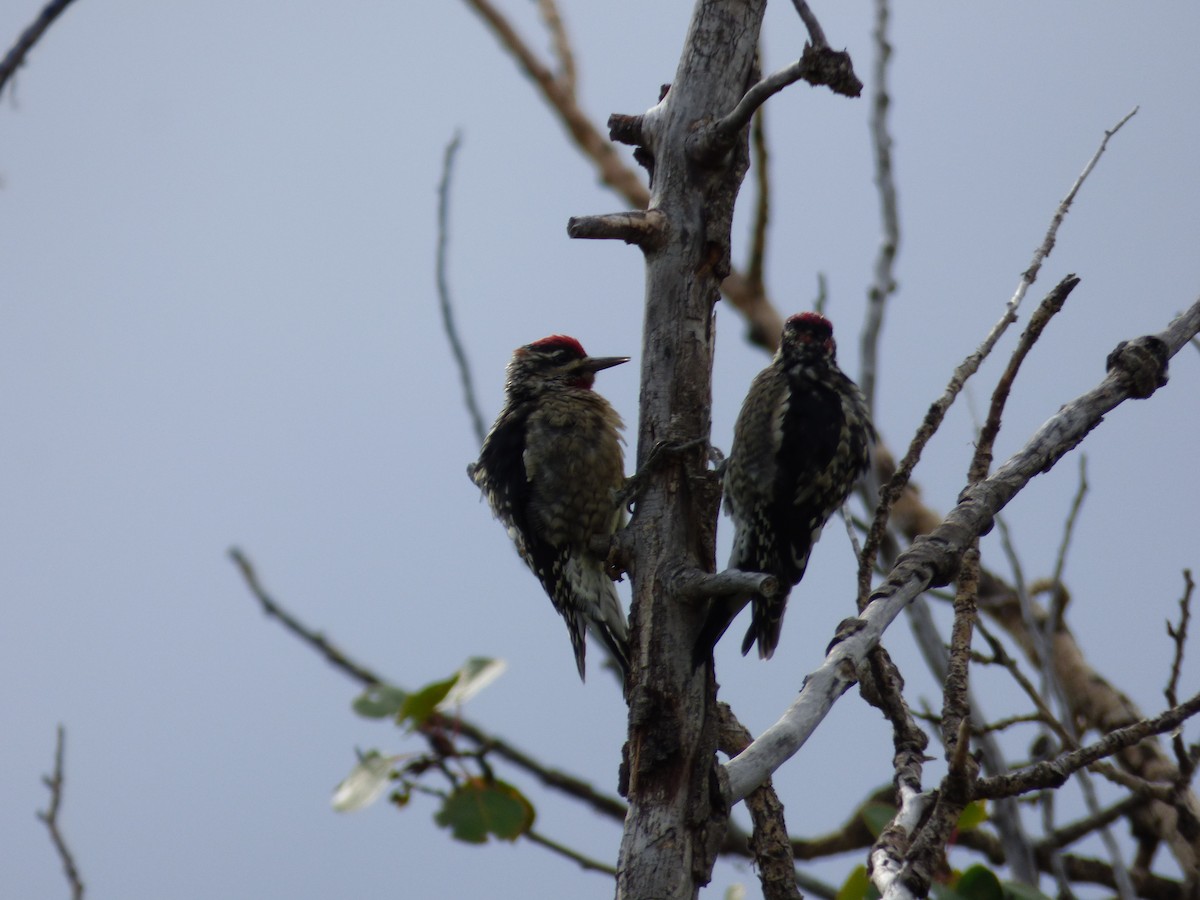 Red-naped Sapsucker - ML642094720