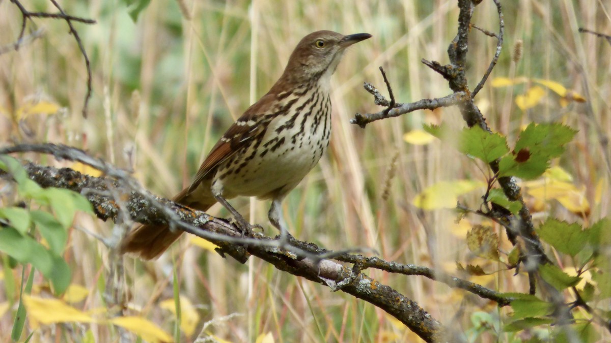 Brown Thrasher - ML642094726