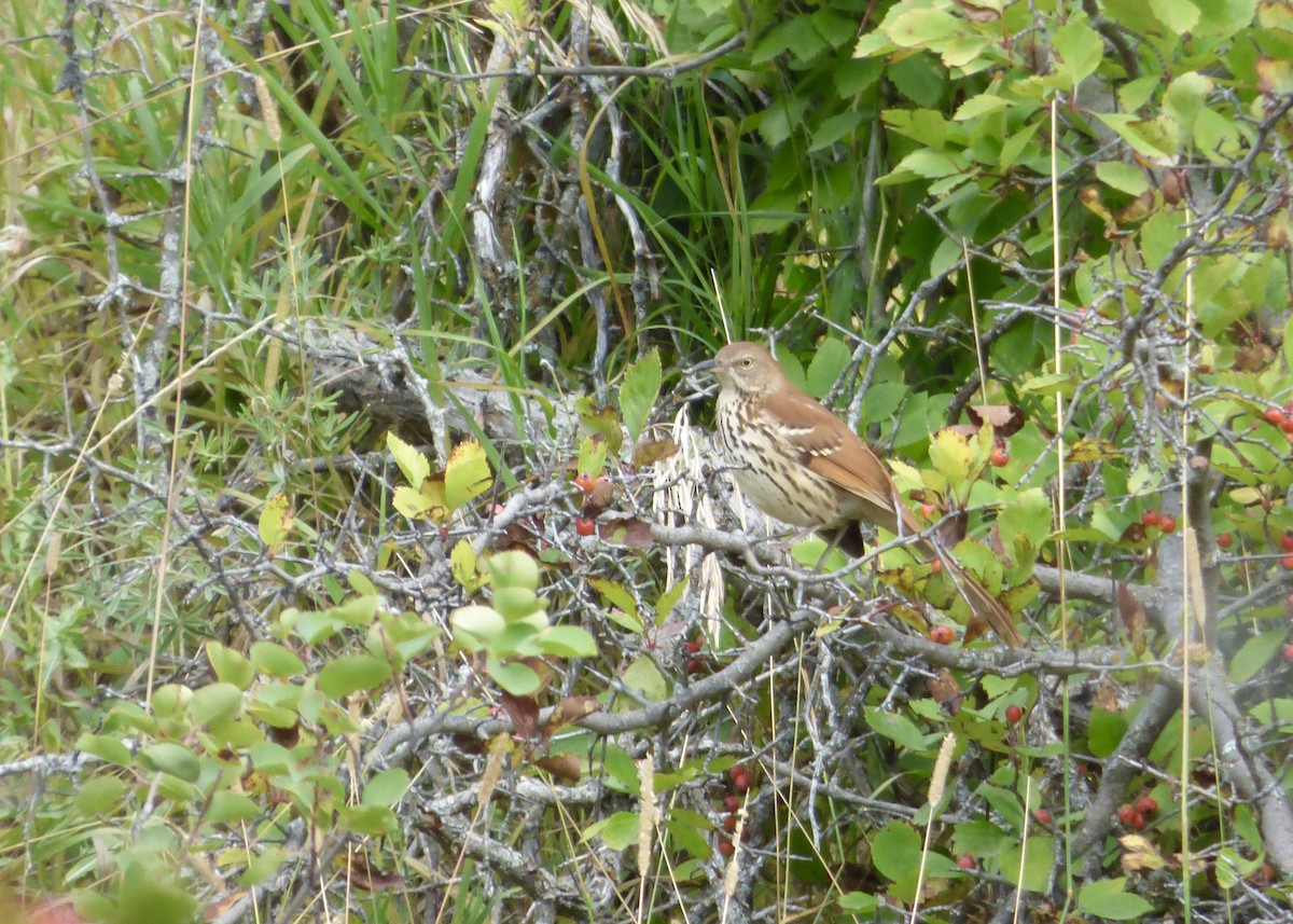 Brown Thrasher - ML642094730