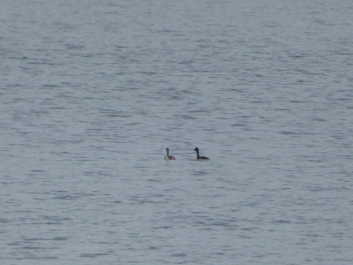 Eared Grebe - ML642094739
