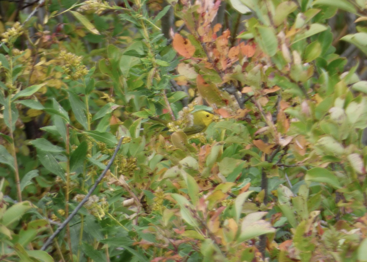 kalottparula - ML642094745