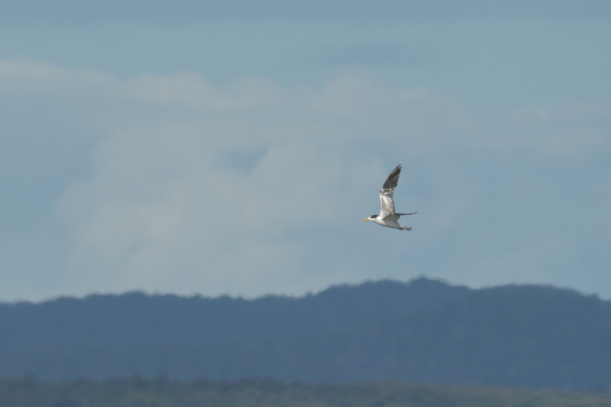 Great Crested Tern - ML642094746