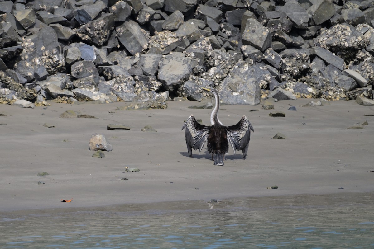 Australasian Darter - ML642094750