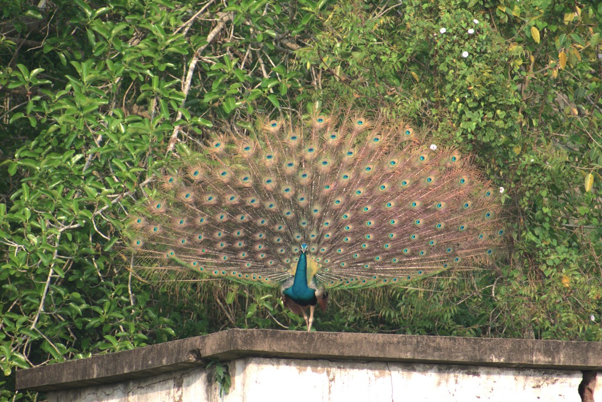 Indian Peafowl - ML642094756