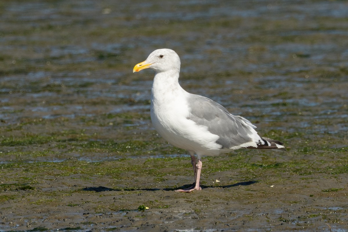 Goéland d'Audubon ou G. à ailes grises - ML642094785