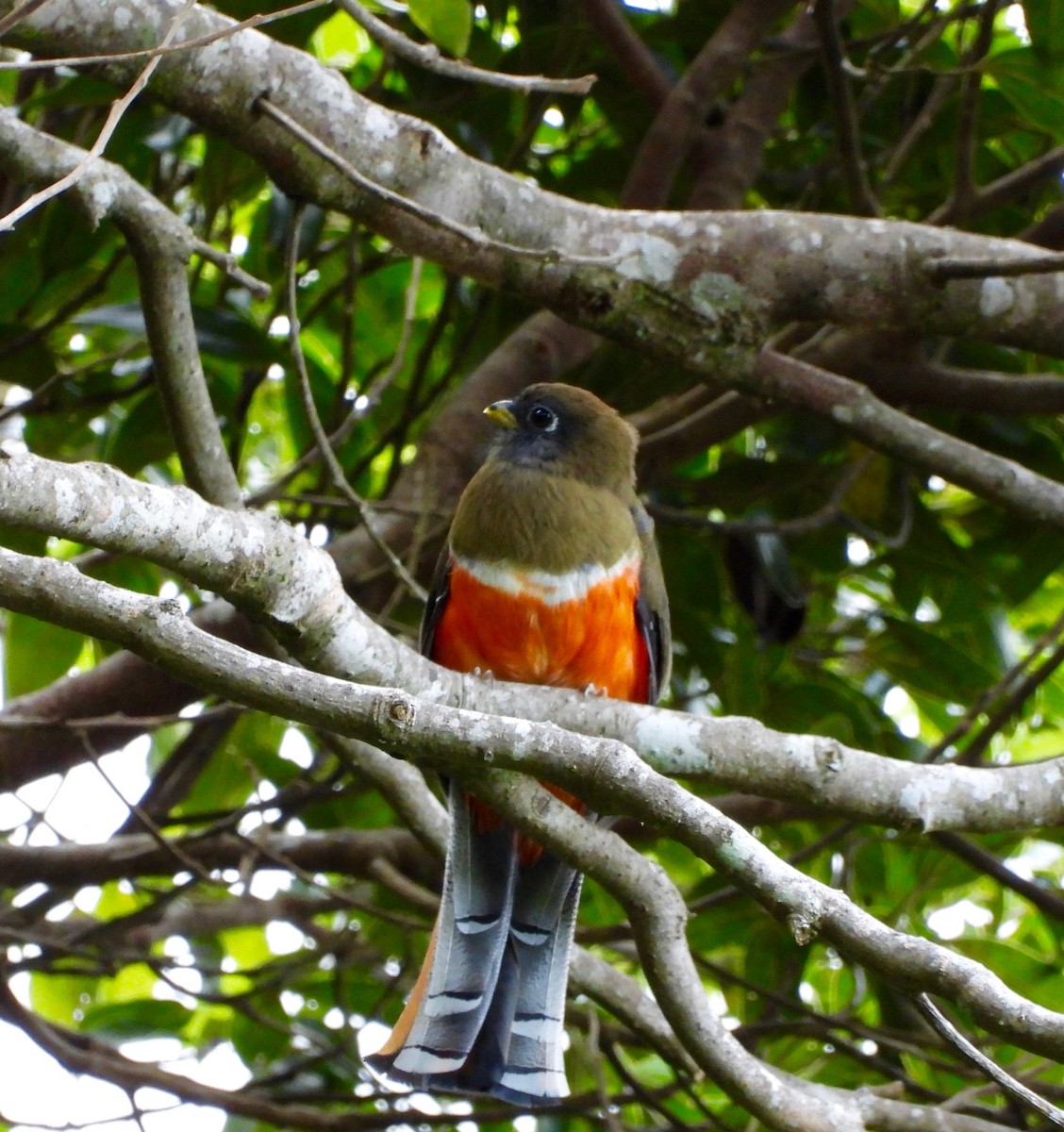 Halkalı Trogon - ML642094823