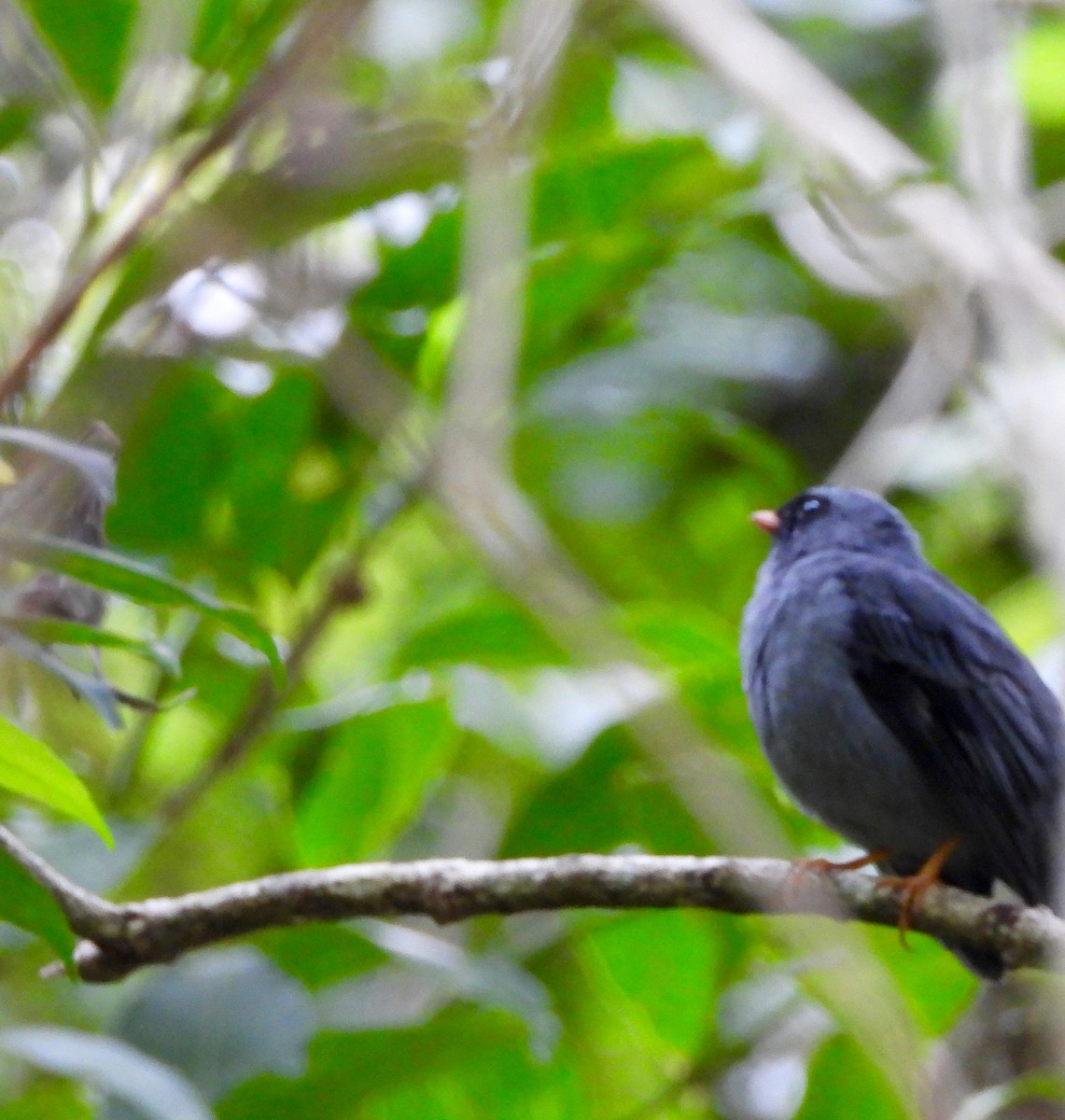 Black-faced Solitaire - ML642094839