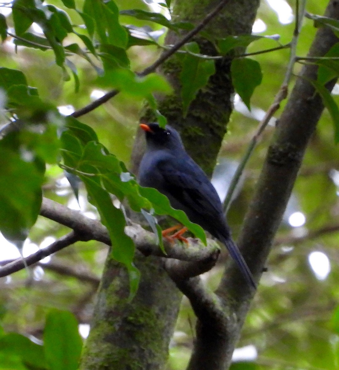 Black-faced Solitaire - ML642094840