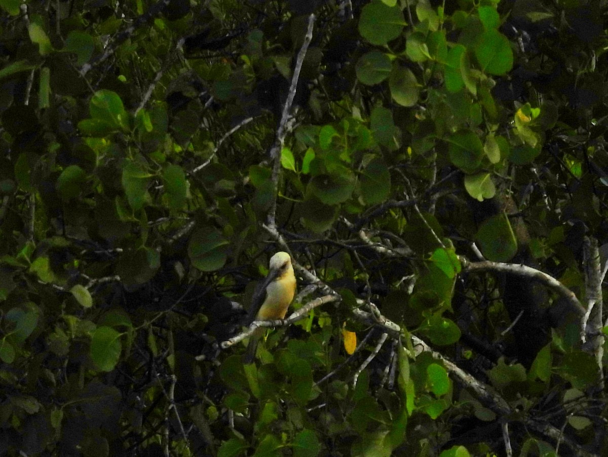 Great-billed Kingfisher - ML642094845